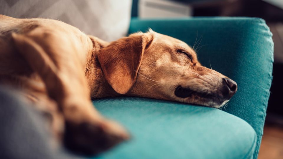 Chien sur le canapé Les chiens laissent des odeurs sur le canapé