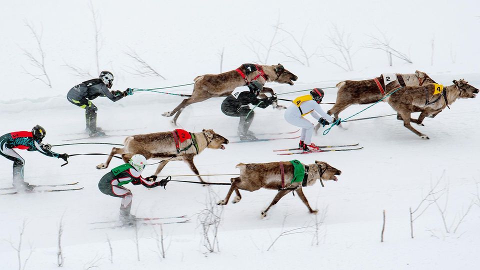 Courses de rennes en Finlande